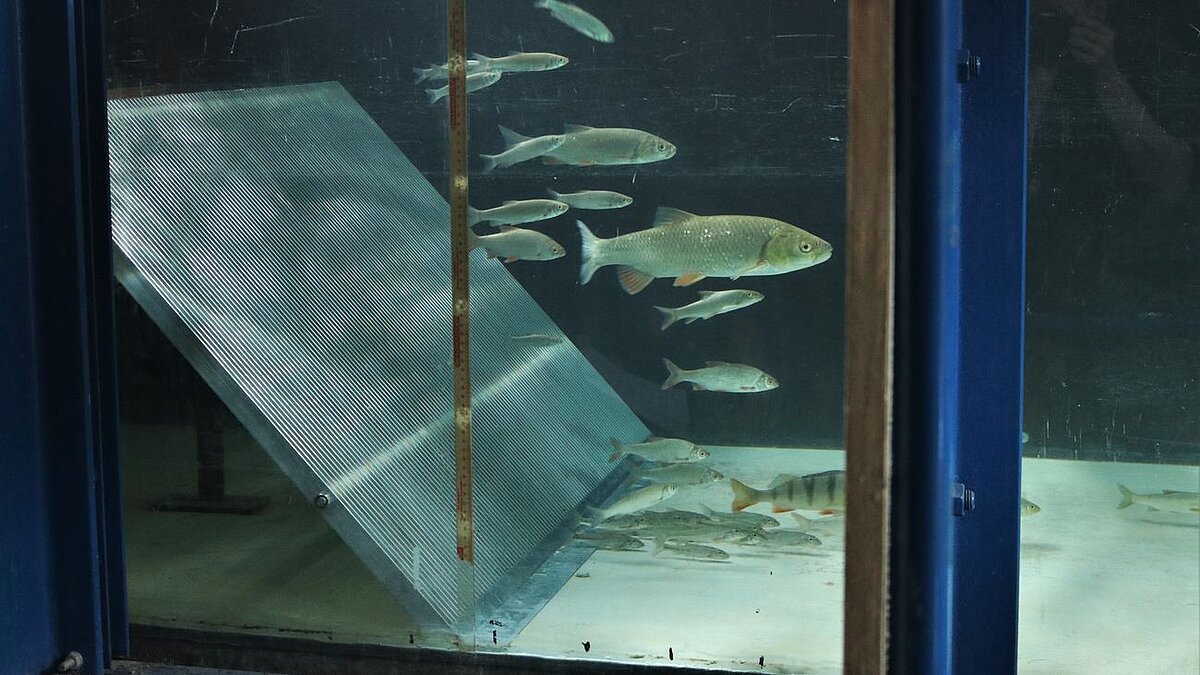 Laborversuch mit Fischen und Flachrechen